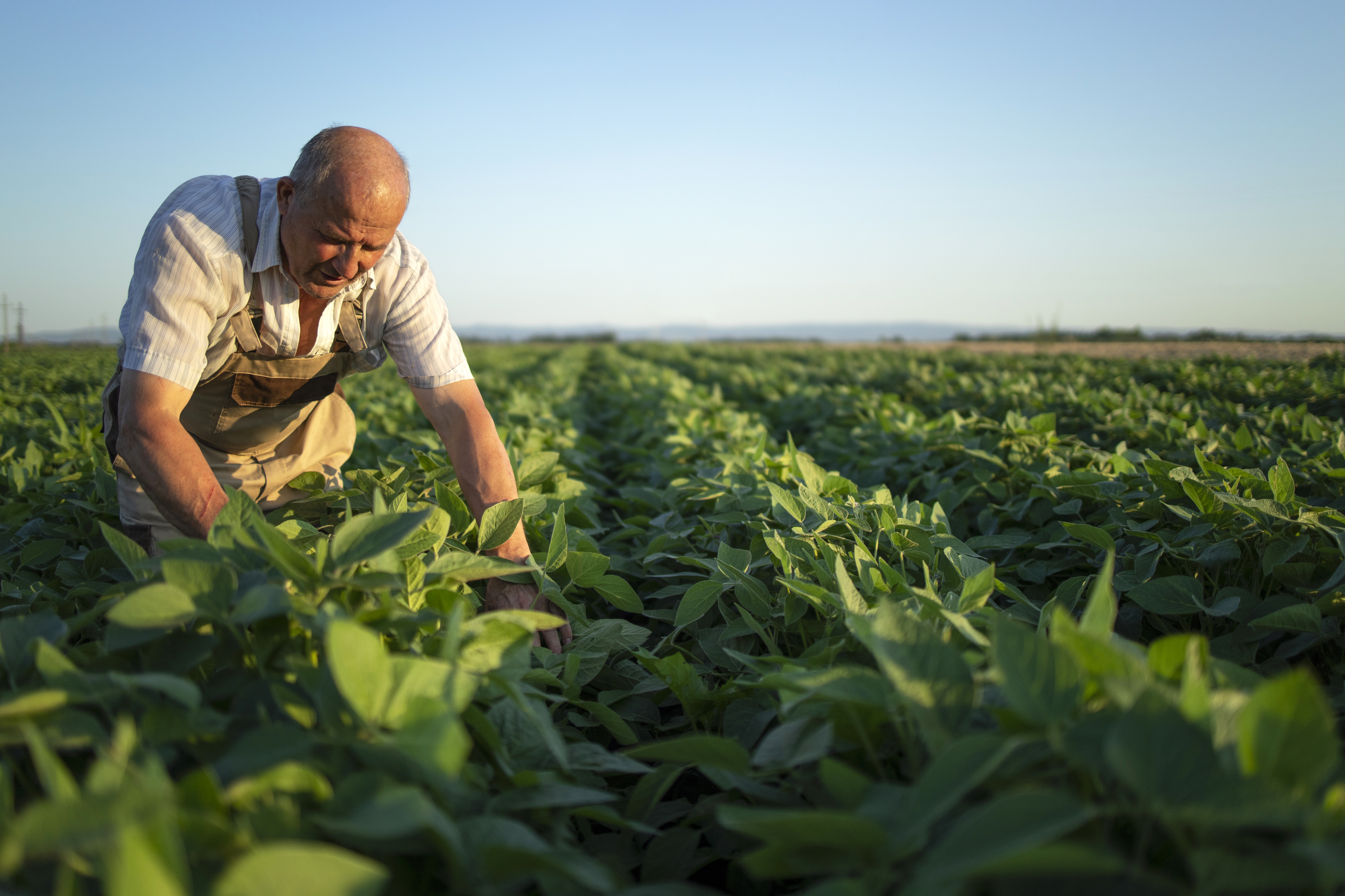 A senior farmer bent over inspecting crops in a green field at sunset
